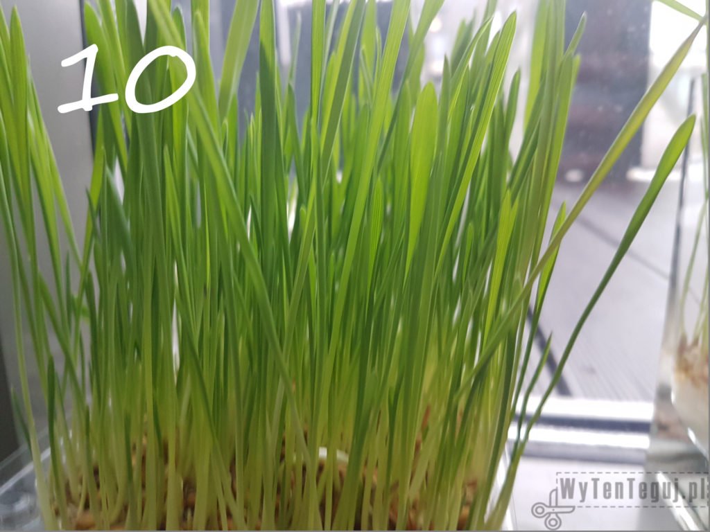 Siejemy owies na Wielkanoc - WyTenTeguj - Wielkanoc DIY