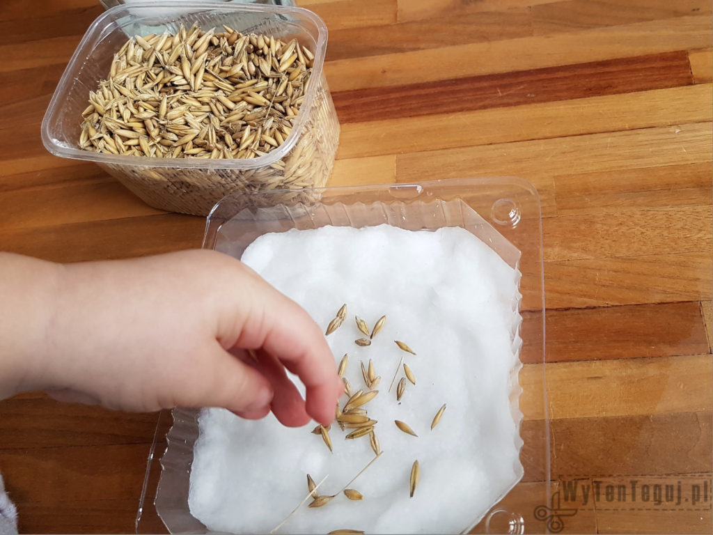 We are sowing oats for Easter
