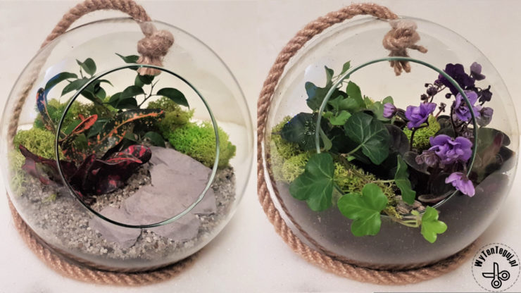 Forest in a jar