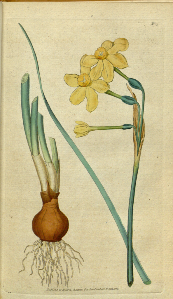 Daffodil morphology