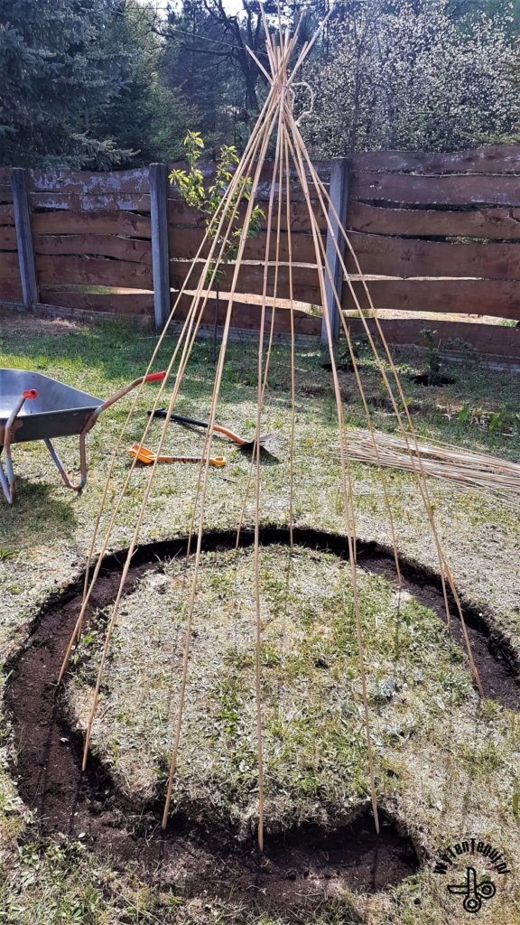 Making a teepee base from the longest sticks