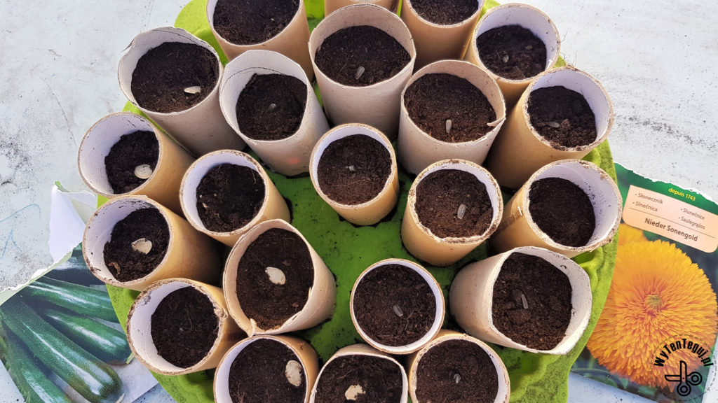 Sowing seeds in paper rolls