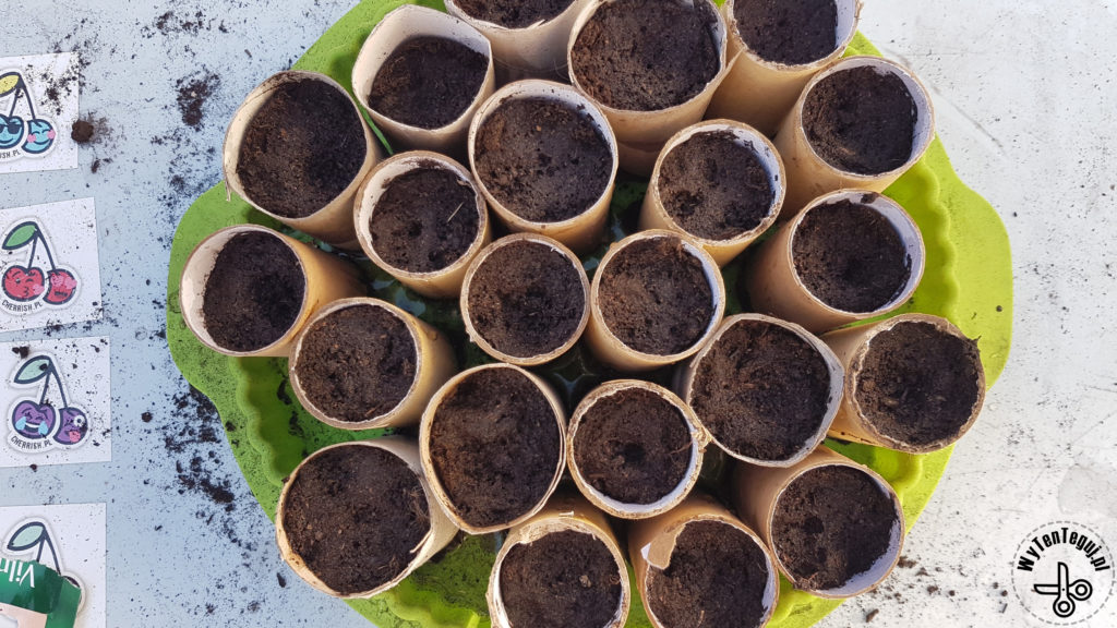 Sowing seeds in paper rolls