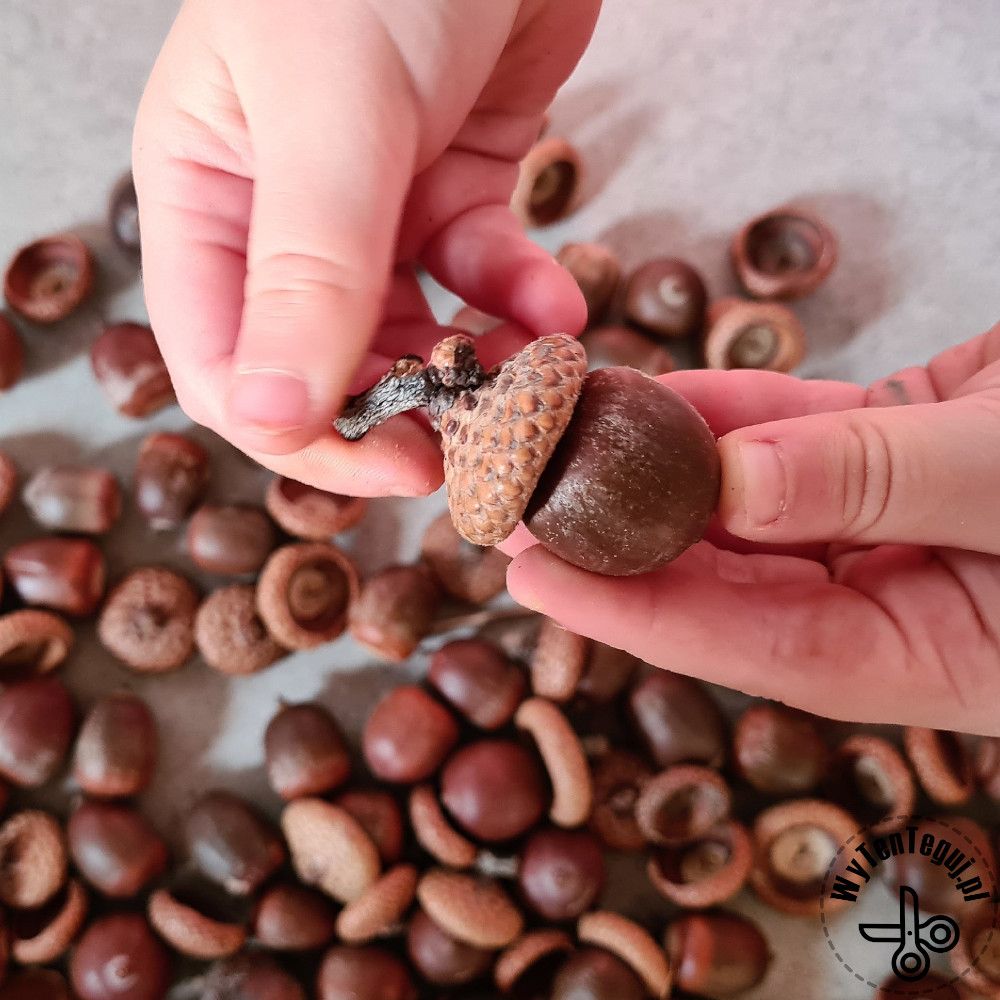 sticking acorns together