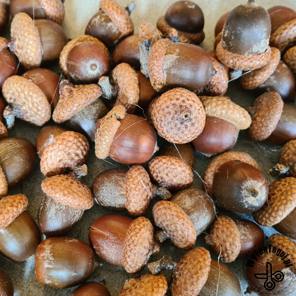 Preparation of acorns for the wreath