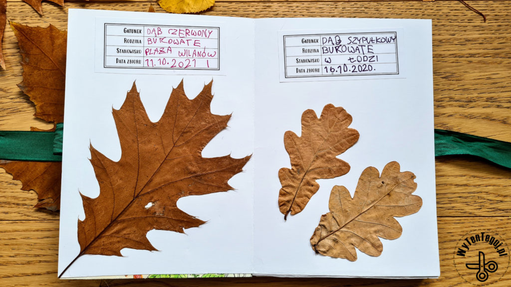 How to make a herbarium at home