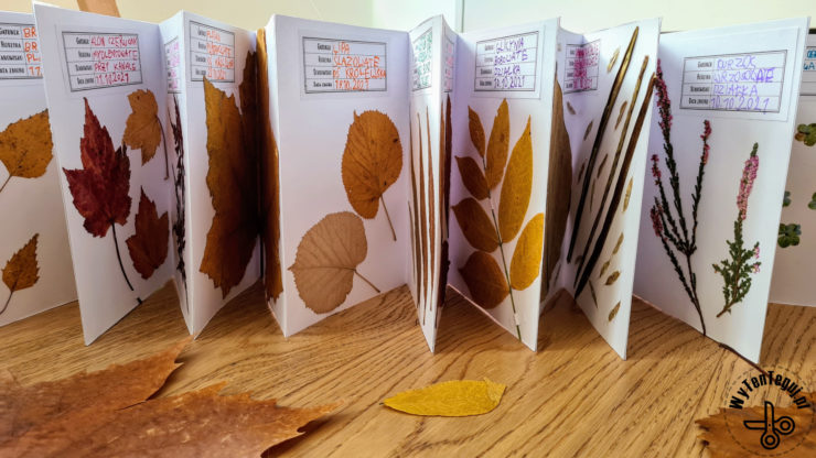 How to make a herbarium at home