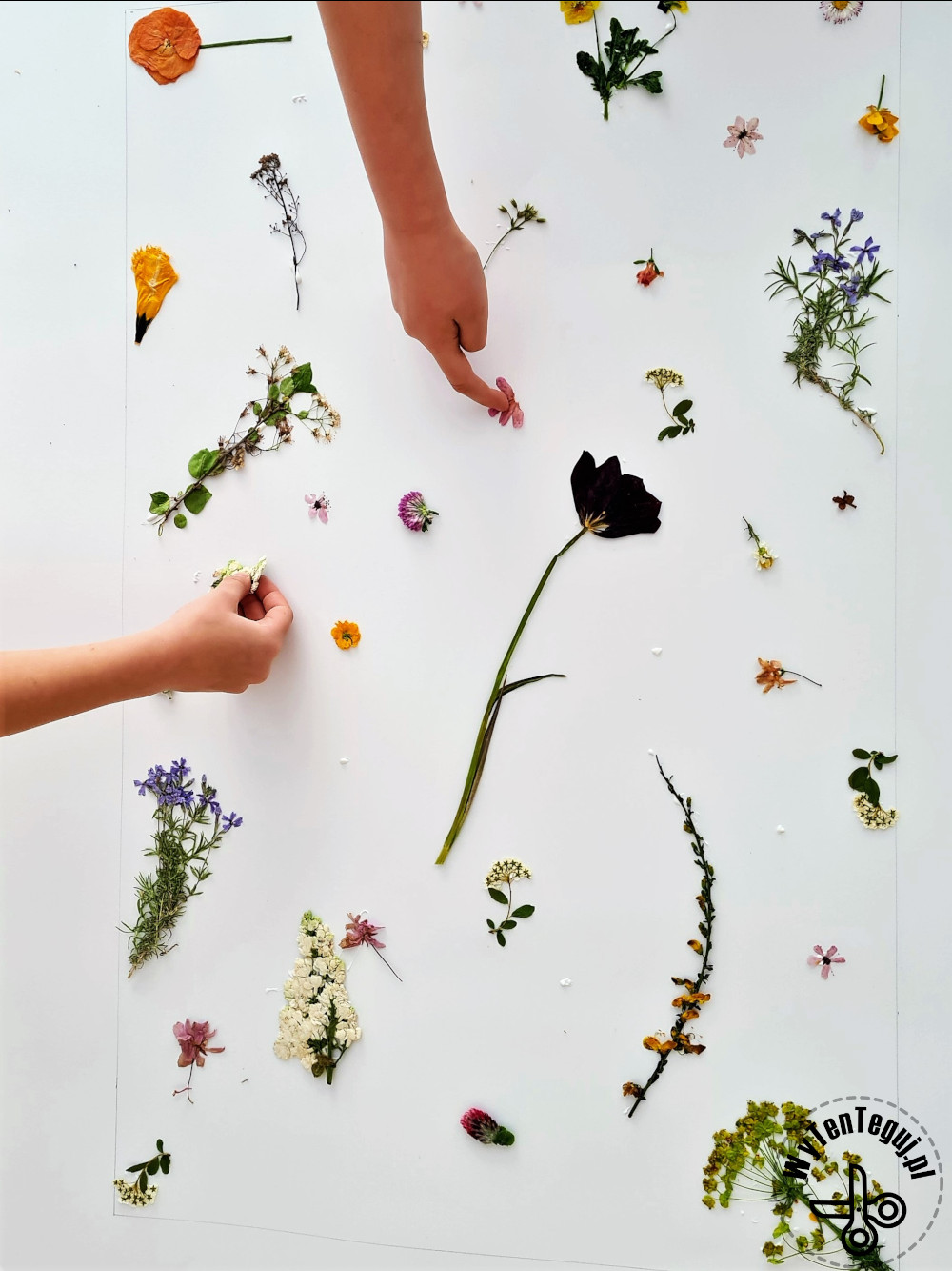 How to make pressed flowers art?