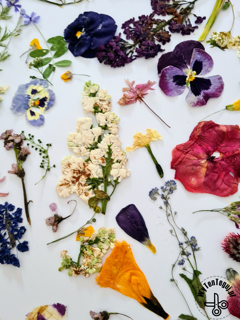 How to make pressed flowers art?