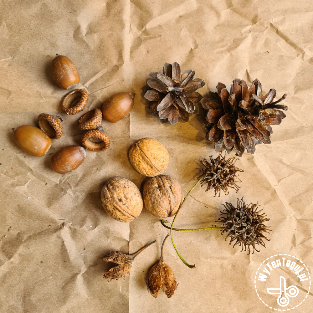 Pine cones, walnuts, acorns, beech and ambergris fruits